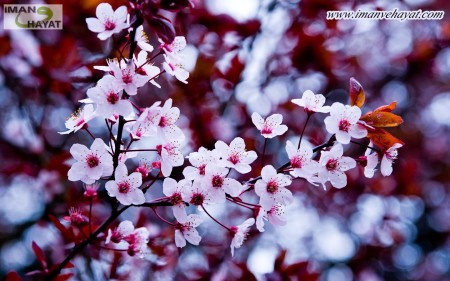 Müslümanın Şahsiyeti
